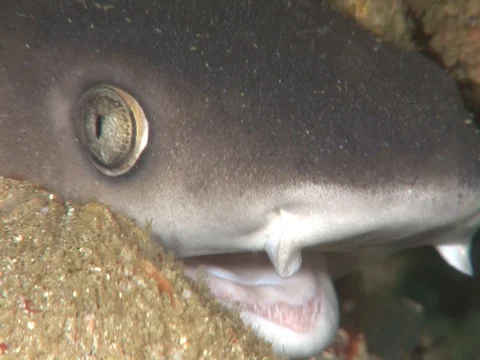 Whitetip reef shark CU Stock Footage 98676151