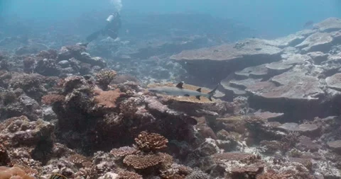 Whitetip reef shark with diver in background swimming over reef in Maldives.. Stock Footage 275886696