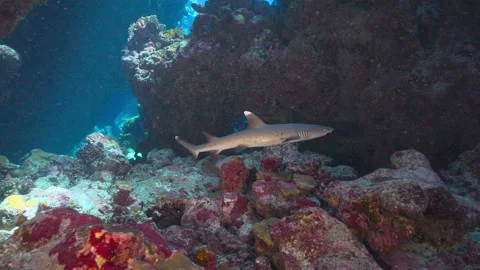 Whitetip reef shark exploring a cave Stock Footage 235023179