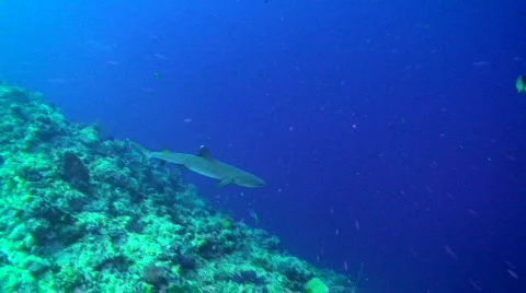 Whitetip Reef Shark Stock Footage 696754