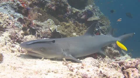Whitetip Reef Shark Stock Footage 10573296