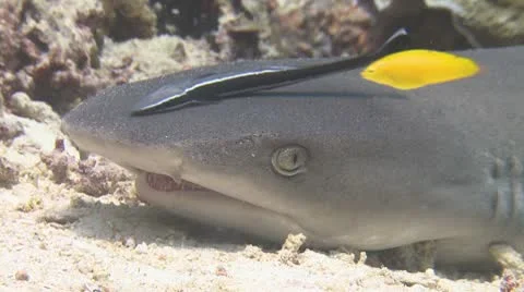 Whitetip Reef Shark Stock Footage 10573304