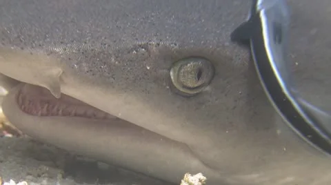 Whitetip Reef Shark Stock Footage 10573331