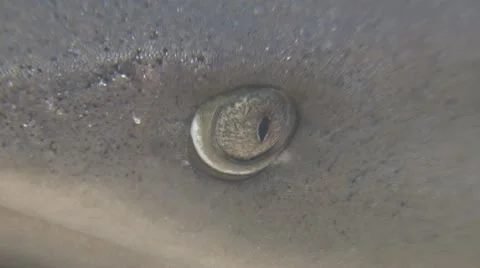 Whitetip Reef Shark Stock Footage 10573351