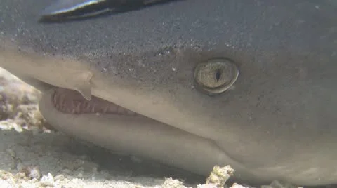 Whitetip Reef Shark Stock Footage 10573495