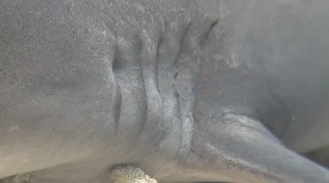 Whitetip Reef Shark Stock Footage 10573522