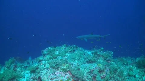 Whitetip Reef Shark Stock Footage 51223400
