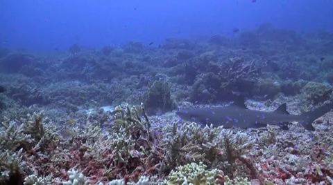 Whitetip Reef Shark Stock Footage 51223917