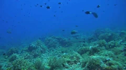 Whitetip Reef Shark Stock Footage 51239573