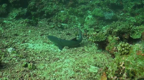 Whitetip Reef shark Stock Footage 51590094