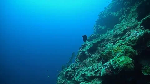 Whitetip Reef Shark Stock Footage 51590441