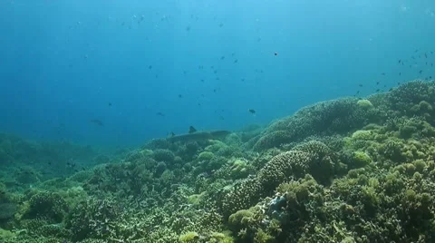 Whitetip Reef Shark Stock Footage 51592881