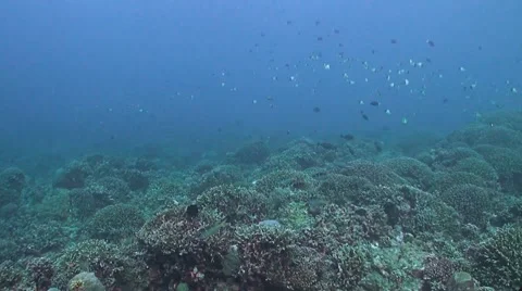 Whitetip Reef Shark Stock Footage 51898581