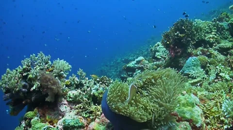 Whitetip Reef Shark Stock Footage 51902676