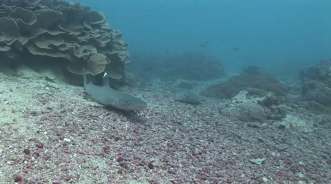 Whitetip Reef Shark Stock Footage 52822168