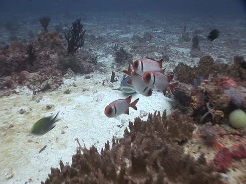 Whitetip reef shark Stock Footage 98675729