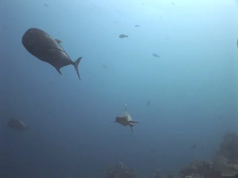 Whitetip reef shark Stock Footage 98675830