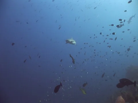 Whitetip reef shark Stock Footage 98675867