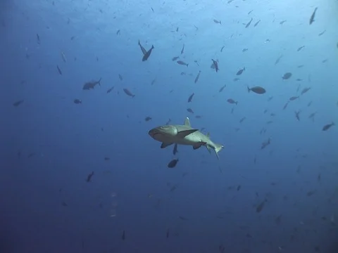 Whitetip reef shark Stock Footage 98675930