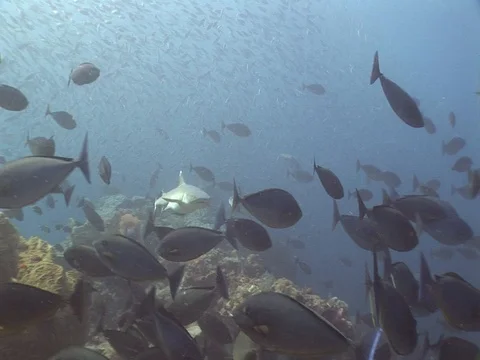 Whitetip reef shark Stock Footage 98676140