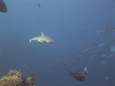 Whitetip reef shark Video stock 98676162