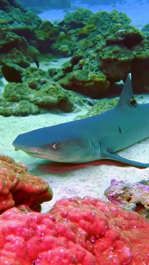 Whitetip Reef Shark Gliding Close Over Coral and Sandy Seabed 스톡 동영상 344911534