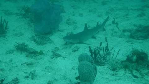 Whitetip reef shark laying down on the sand then starting swimming Video stock 112461585