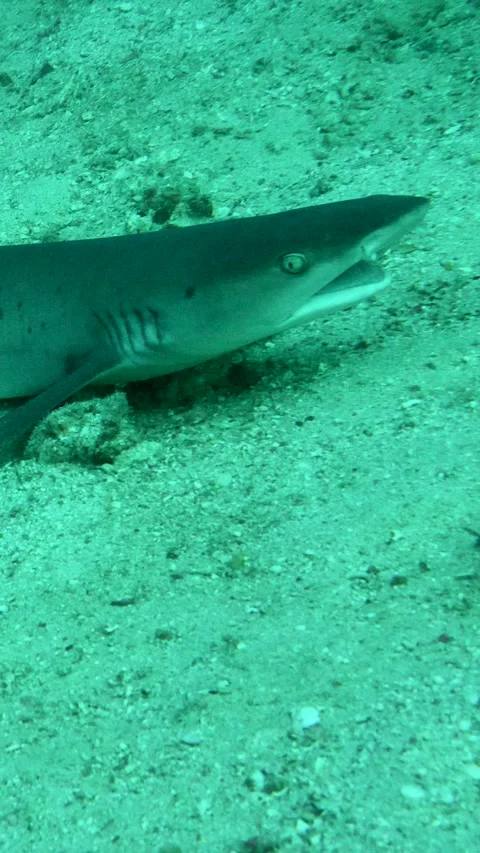 Whitetip reef shark laying down on the sand then starting swimming Vidéo 227811776
