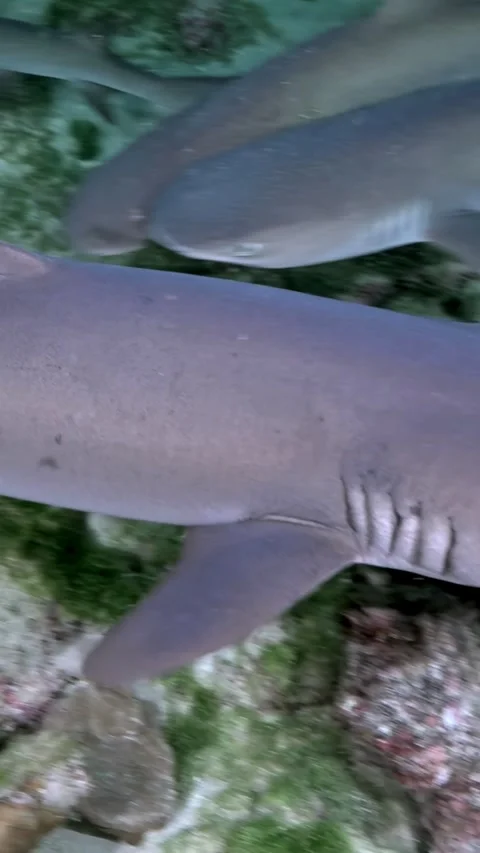 Whitetip Reef Shark Passing Close to Camera Above Coral Reef 스톡 동영상 344911408