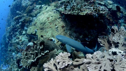 Whitetip Reef Shark on the Reef Stock Footage 112256226