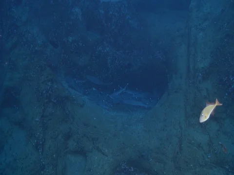 Whitetip reef shark sleeping on oceanic volcanic rocky reef, Triaenodon obesus, Stock Footage 82591274