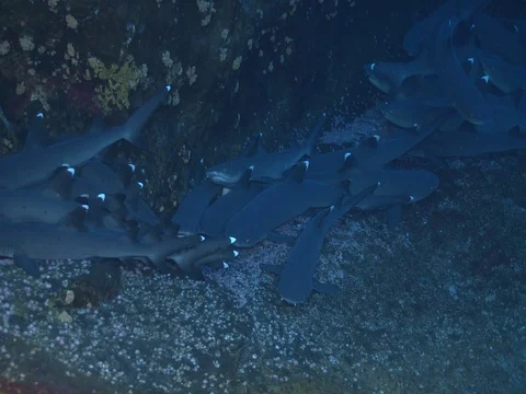 Whitetip reef shark sleeping on oceanic volcanic rocky reef, Triaenodon obesus, Stock Footage 82591291