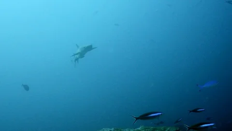Whitetip reef shark swimming in the blue with a few fishes around Video stock 112461153