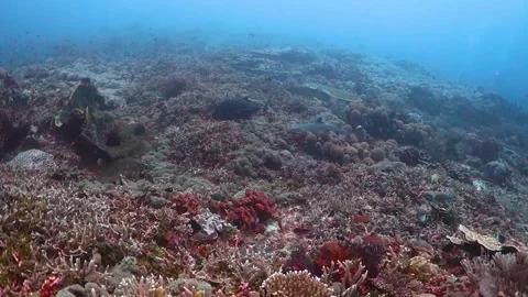 Whitetip reef shark swimming over coral reef Stock Footage 130242559