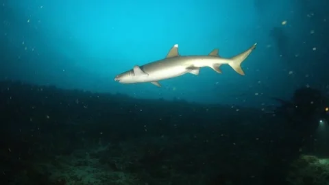 Whitetip reef shark swimming by quickly at night Stock Footage 130242525