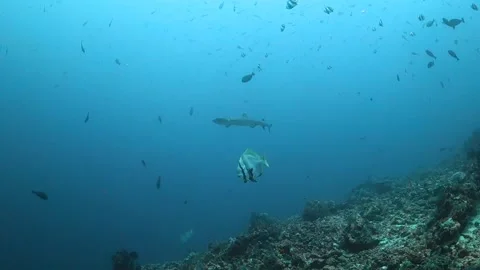 Whitetip reef shark swims past, Komodo Stock Footage 130242579