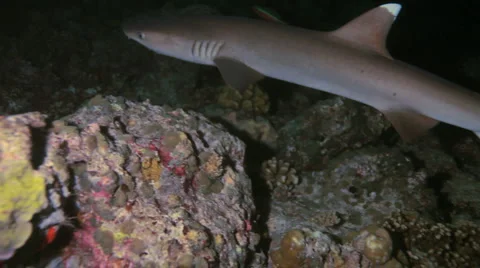 Whitetip reef shark (Triaenodon obesus) at night, Maldives Stock Footage