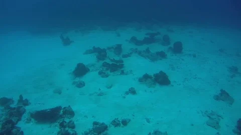 Whitetip reef shark (Triaenodon obesus) floats over the sandy bottom Stock Footage
