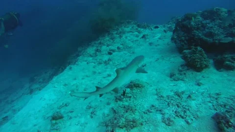Whitetip reef shark (Triaenodon obesus) over coral reef in blue water Stock Footage