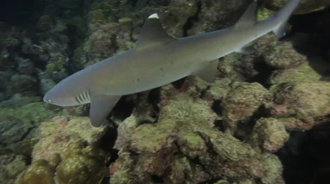 Whitetip reef shark turns between corals in the Cocos Islands, Costa Rica Stock-Footage 48208993
