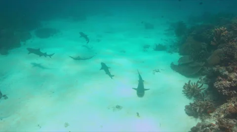 Whitetip Reef Sharks on a coral reef. 4k Stock Footage