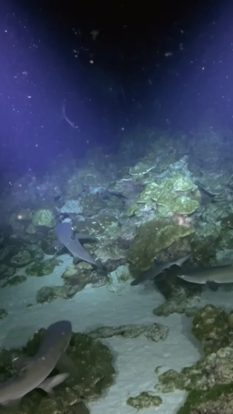 Whitetip Reef Sharks Crossing Sandy Reef in Low Underwater Light 스톡 동영상 344911539