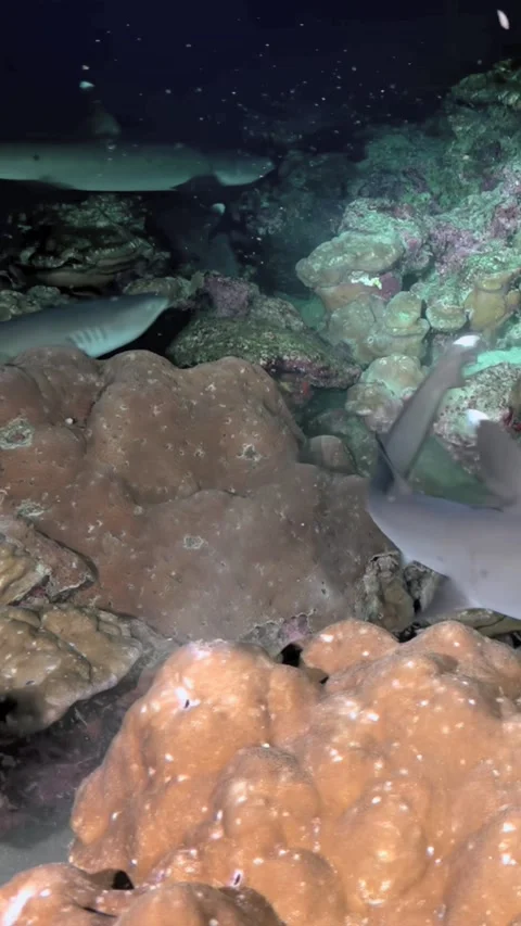 Whitetip Reef Sharks Cruising Between Coral Formations in Low Light 스톡 동영상 344911224