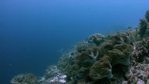 Whitetip Reef Sharks on the edge of a coral reef 4k Stock Footage 115706853