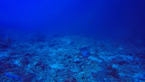 Whitetip Reef Sharks Stock Footage 88611713