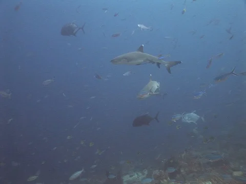Whitetip reef sharks Stock Footage 98675847