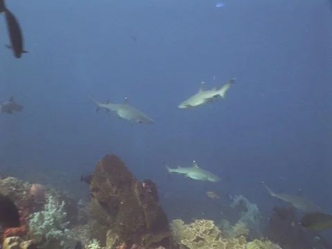 Whitetip reef sharks Stock Footage 98676045