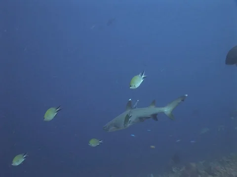 Whitetip reef sharks Stock Footage 98676278