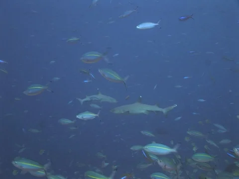 Whitetip reef sharks Stock Footage 98676318