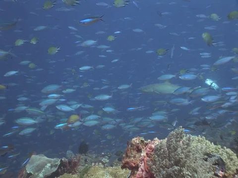 Whitetip reef sharks Stock Footage 98676325